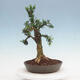 Innenbonsai - Buxus harlandii - Korkbuchsbaum - 4/7