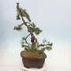 Bonsai im Freien - Pinus mugo - Kniende Kiefer - 4/4