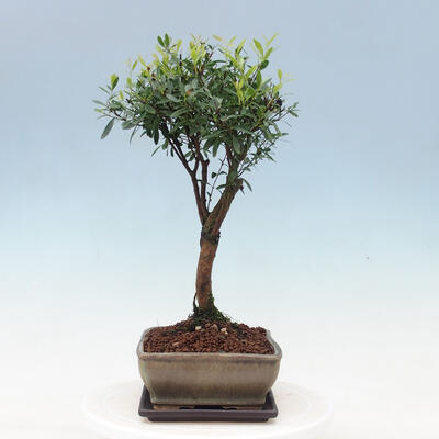 Zimmerbonsai mit Untertasse - Syzygium - Piment - 4