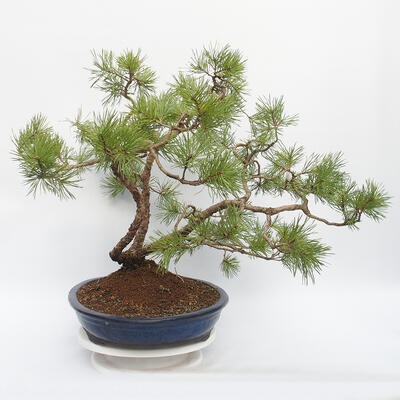 Bonsai im Freien - Pinus sylvestris - Waldkiefer - 4