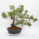 Bonsai im Freien - Pinus sylvestris - Waldkiefer - 4/4