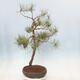 Bonsai im Freien - Pinus sylvestris - Waldkiefer - 4/4