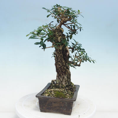 Indoor-Bonsai - Olea europaea sylvestris - Europäisches kleinblättriges Olivenöl - 4