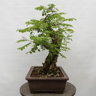 Bonsai im Freien - Akazie - Robinia pseudoacacia - 4