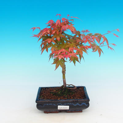 Im Freienbonsais - Acer palmatum Beni Tsucasa - japanischer Ahorn - 4