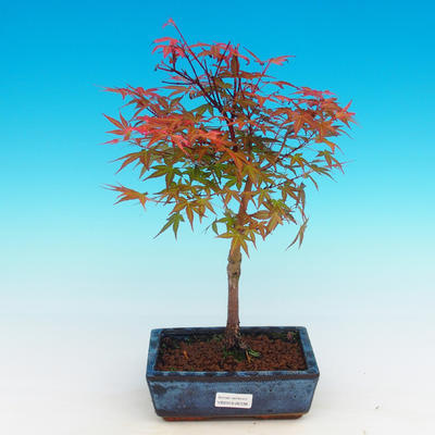 Im Freienbonsais - Acer palmatum Beni Tsucasa - japanischer Ahorn - 4