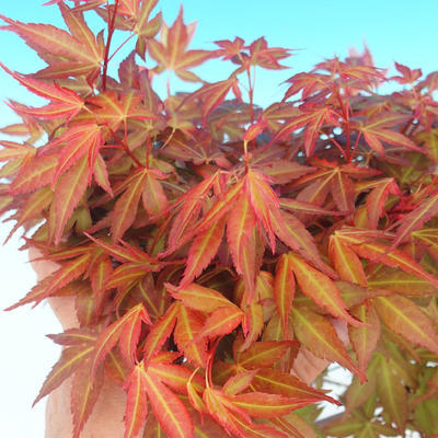 Außenbonsai - Acer palmatum Beni Tsucasa - Japanischer Ahorn 408-VB2019-26736 - 4