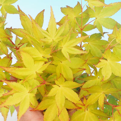 Bonsai im Freien - Acer palmatum Aureum - goldener japanischer Ahorn - 4
