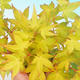 Bonsai im Freien - Acer palmatum Aureum - goldener japanischer Ahorn - 3/3