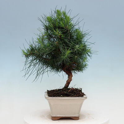 Indoor Bonsai-Pinus halepensis - 4