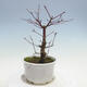 Outdoor-Bonsai - Ahorn palmatum DESHOJO - Ahorn palmate - 4/5