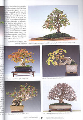 Bonsai und japanische Gärten Nr.63 - 4