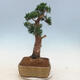 Bonsai im Freien - Juniperus chinensis - chinesischer Wacholder - 4/6