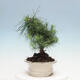 Indoor Bonsai-Pinus halepensis - 4/4