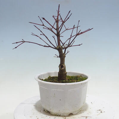 Outdoor-Bonsai - Ahorn palmatum DESHOJO - Ahorn palmate - 4