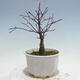 Outdoor-Bonsai - Ahorn palmatum DESHOJO - Ahorn palmate - 4/5