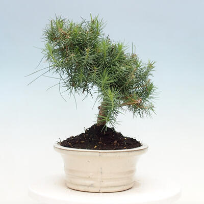 Indoor Bonsai-Pinus halepensis - 4