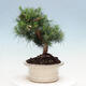 Indoor Bonsai-Pinus halepensis - 4/4