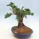 Bonsai im Freien - Juniperus chinensis - chinesischer Wacholder - 4/6