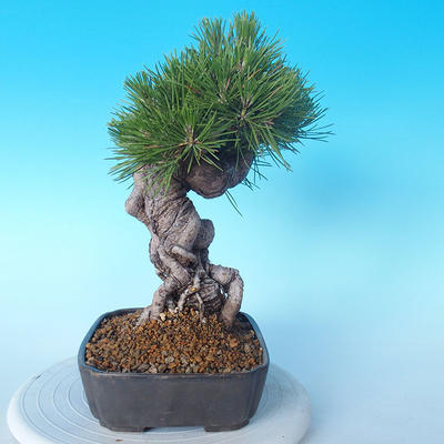 Pinus thunbergii - Thunbergkiefer - 4