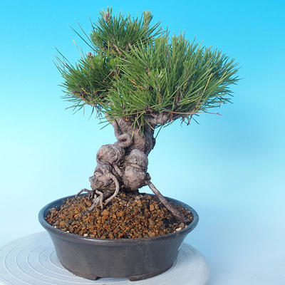 Pinus thunbergii - Thunbergkiefer - 4