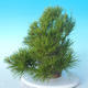 Pinus thunbergii - Thunbergkiefer - 4/5