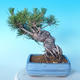 Pinus thunbergii - Thunbergkiefer - 4/5