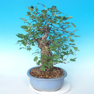 Bonsai im Freien - japanische Birne NASHI - Pyrus pyrifolia - 4