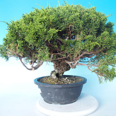 Outdoor Bonsai - Juniperus chinensis ITOIGAWA - Chinesischer Wacholder - 4
