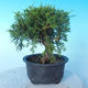 Outdoor Bonsai - Juniperus chinensis ITOIGAWA - Chinesischer Wacholder - 4/6