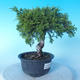 Outdoor Bonsai - Juniperus chinensis ITOIGAWA - Chinesischer Wacholder - 4/6