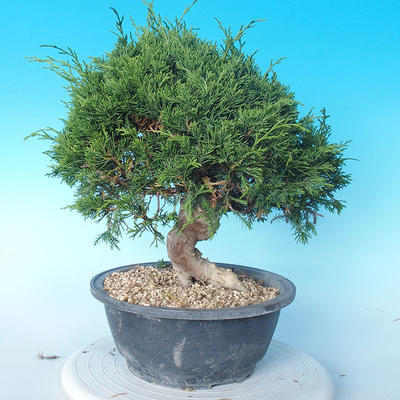 Outdoor Bonsai - Juniperus chinensis ITOIGAWA - Chinesischer Wacholder - 4