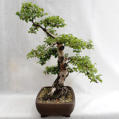 Außenbonsai - Betula verrucosa - Silver Birch VB2019-26695 - 4