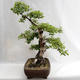 Außenbonsai - Betula verrucosa - Silver Birch VB2019-26695 - 4/5