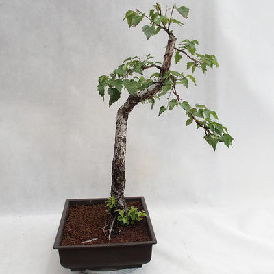 Außenbonsai - Betula verrucosa - Silver Birch VB2019-26697 - 4