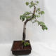 Außenbonsai - Betula verrucosa - Silver Birch VB2019-26697 - 4/5
