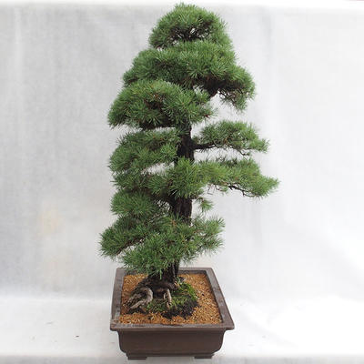 Außenbonsai - Pinus sylvestris - Waldkiefer VB2019-26699 - 4