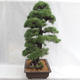 Außenbonsai - Pinus sylvestris - Waldkiefer VB2019-26699 - 4/6
