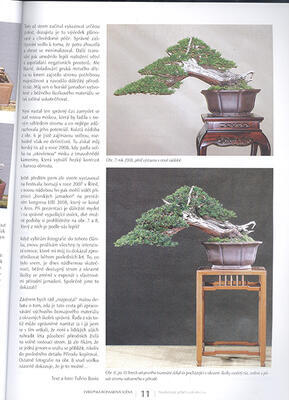 Bonsai und Japanische Gärten Nr.66 - 4