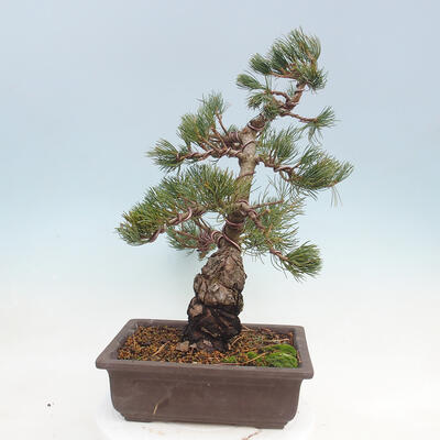 Bonsai im Freien - Pinus parviflora - kleinblumige Kiefer - 4