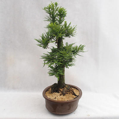 Bonsai im Freien - Metasequoia glyptostroboides - chinesische kleine Blätter - 4