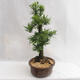 Bonsai im Freien - Metasequoia glyptostroboides - chinesische kleine Blätter - 4/6