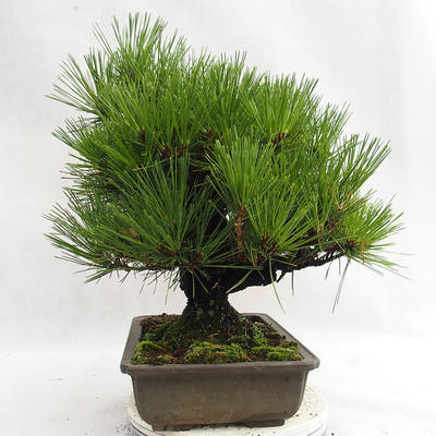 Freilandbonsai - Pinus thunbergii Corticosa - Thunberger Kiefer VB2019-26712 - 4