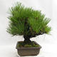 Freilandbonsai - Pinus thunbergii Corticosa - Thunberger Kiefer VB2019-26712 - 4/5