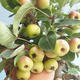 Outdoor Bonsai - Malus halliana - Kleiner Apfel 408-VB2019-26765 - 4/4