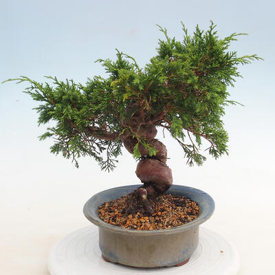 Outdoor-Bonsai - Juniperus chinensis Itoigawa - Chinesischer Wacholder - 4
