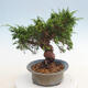 Outdoor-Bonsai - Juniperus chinensis Itoigawa - Chinesischer Wacholder - 4/4