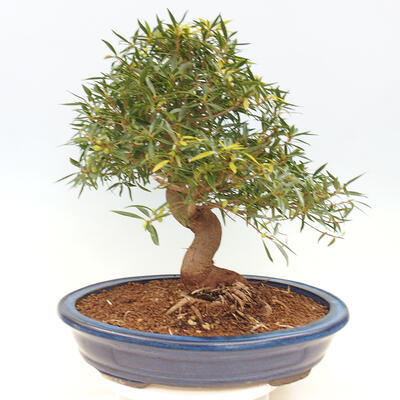 Zimmerbonsai - Ficus nerifolia - kleinblättriger Ficus - 4