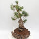 Bonsai im Freien - Pinus parviflora - White Pine - 4/4