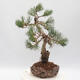 Bonsai im Freien - Pinus parviflora - White Pine - 4/4